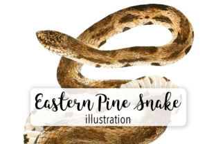 Download Eastern Pine Snake Watercolor - Snake Collection